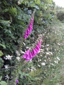 Wild foxgloves in one of the hedges