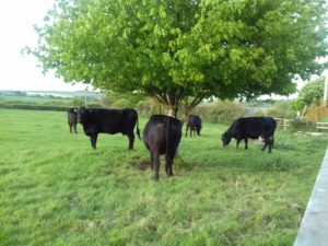 Cows enjoying the shade of the tree