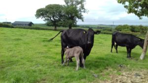 This cow has just given birth to the calf