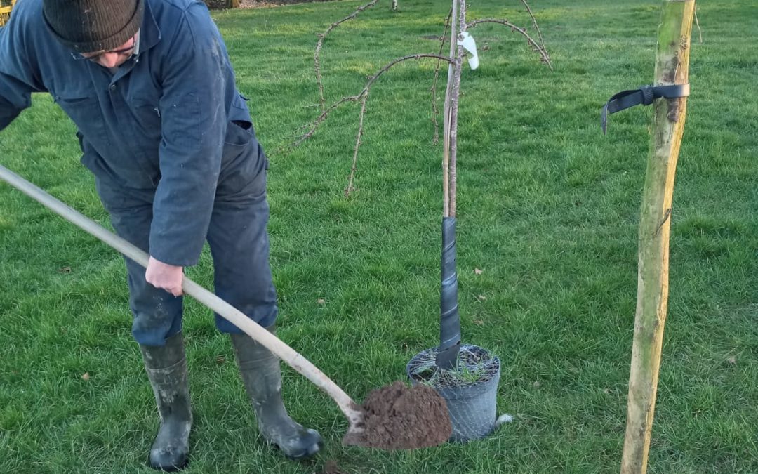 Tree planing at Withacott Caravan Site